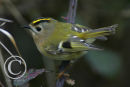 Goldcrest
